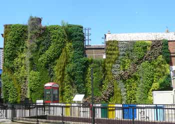 Green / living wall.