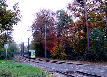 Tramlink autumnal leaves trees.