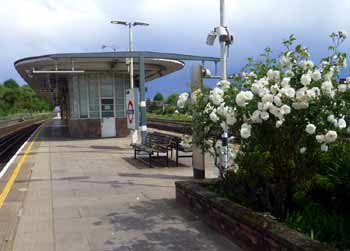 Dollis Hill station platform with white roses in bloom.